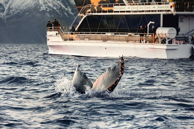 Silent Whale Watching on Hybrid-Electric Boat with Scenic Bustrip - Leaving Tromsø for the Lyngen Alps