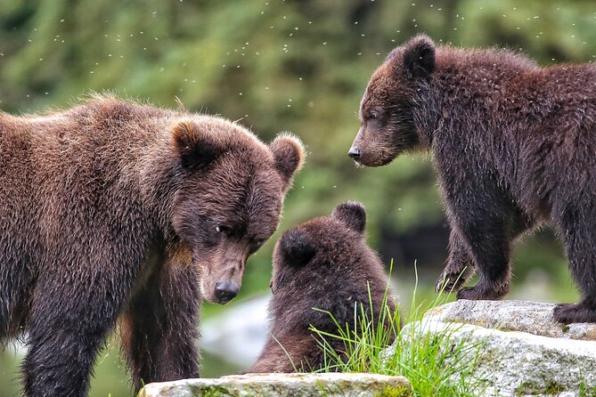 Sitka Premier Whale Watching and Wildlife Tour - Key points to know before you book