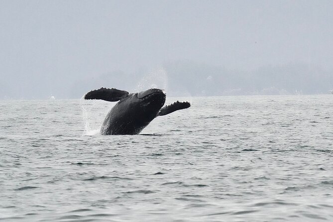 Sitka Premier Whale Watching and Wildlife Tour - Meeting at Harrigan Centennial Hall