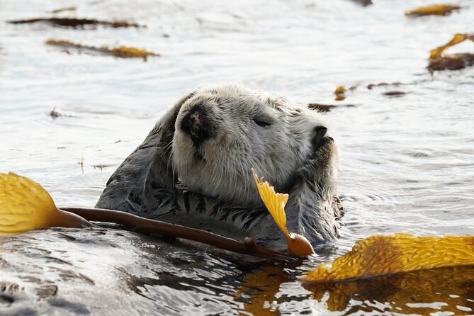 Sitka Premier Whale Watching and Wildlife Tour - Comfort, safety, and access on the boat