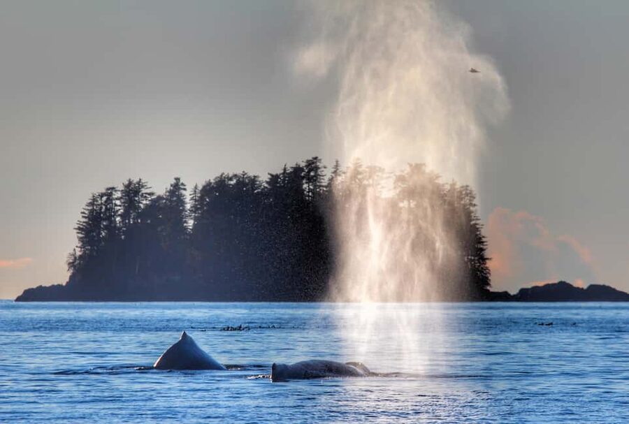 Sitka: Premiere Whale Watching and Wildlife Tour - Key points to know before boarding