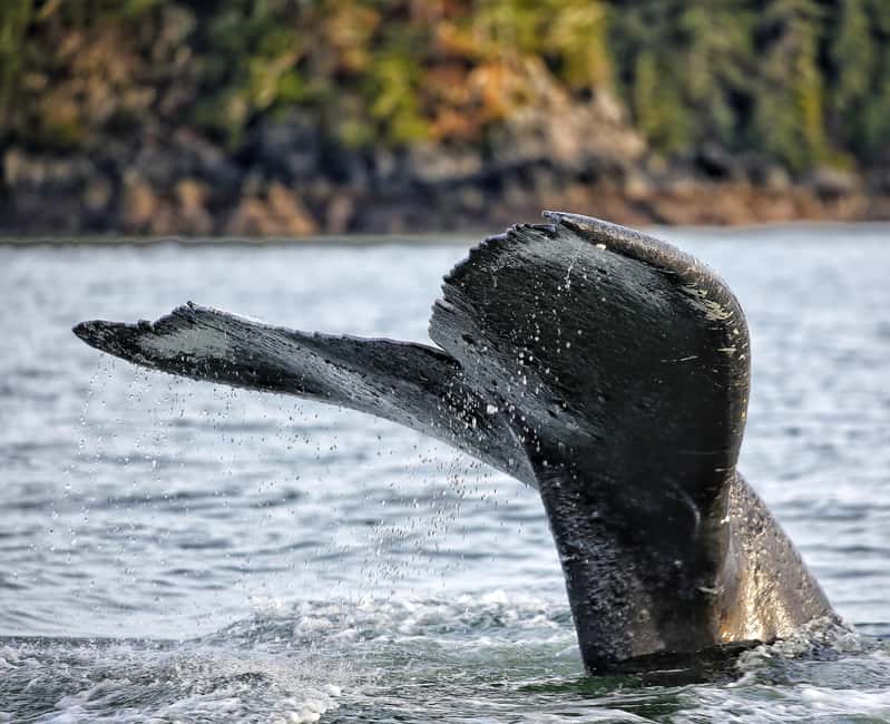 Sitka: Premiere Whale Watching and Wildlife Tour - Leaving Sitka’s harbor behind