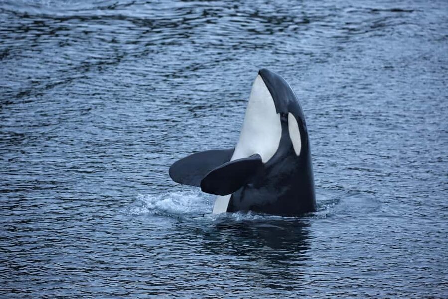 Sitka: Premiere Whale Watching and Wildlife Tour - Meeting at Harrigan Centennial Hall