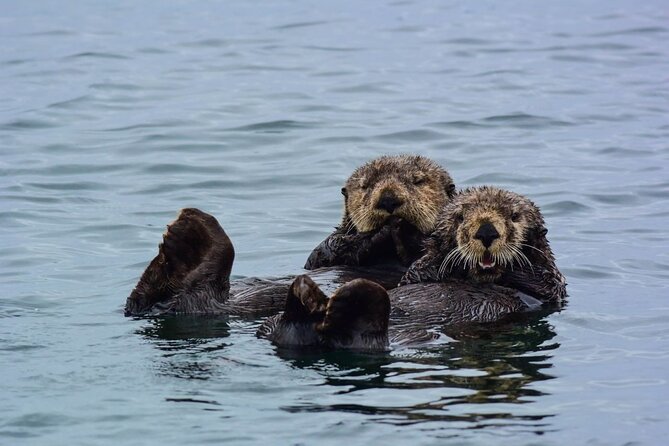 Sitka Whale Watch and Sea Otter Quest - Key points to know before booking
