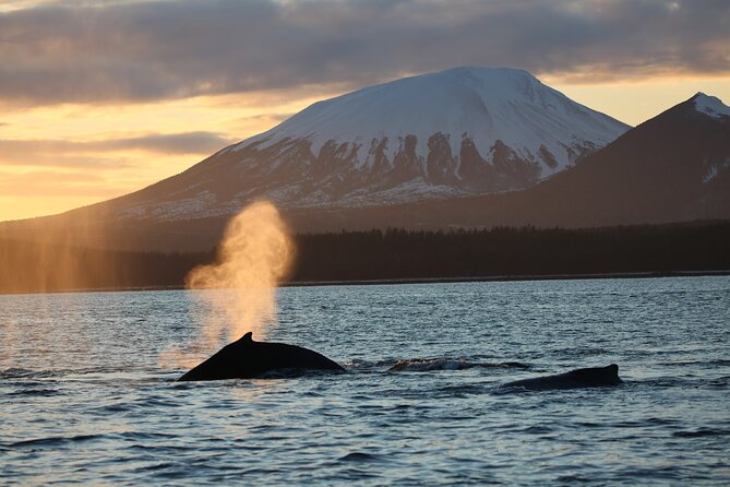 Sitka Whale Watch and Sea Otter Quest - What you are really getting for $159