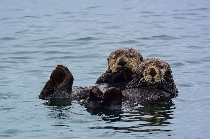 Sitka Whale Watch and Sea Otter Quest - Southeast Alaska scenery and the dormant volcano
