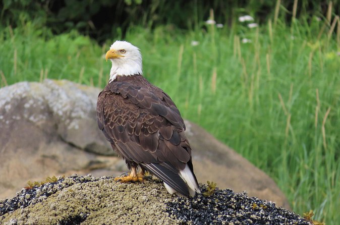 Sitka Whale Watch and Sea Otter Quest - How the two-hour schedule works for cruise passengers