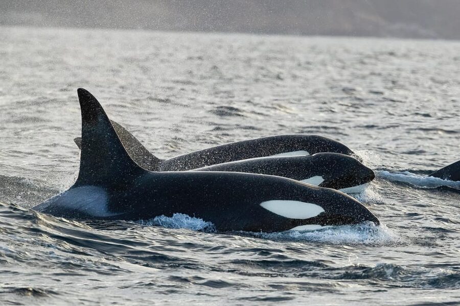 Skjervøy: Orca and Whale-Watching comfort heated Boat Trip - Why the heated boat changes the Arctic whale-watching day
