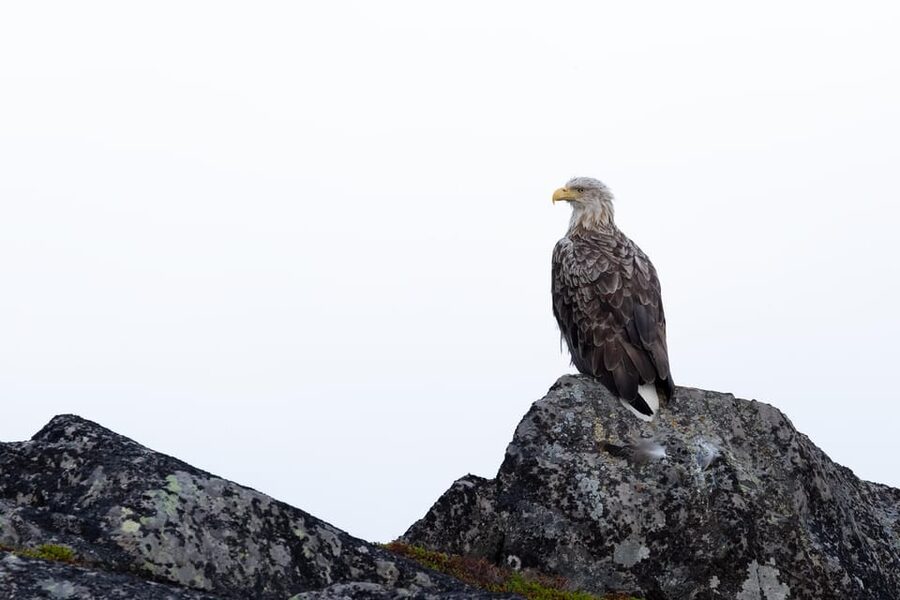 Skjervøy: Orca and Whale-Watching comfort heated Boat Trip - The terrace, cabin, and photography setup
