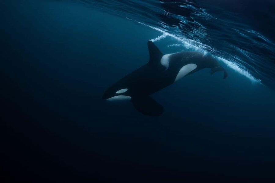 Skjervøy: Orca and Whale-Watching comfort heated Boat Trip - What the three-and-a-half-hour schedule feels like