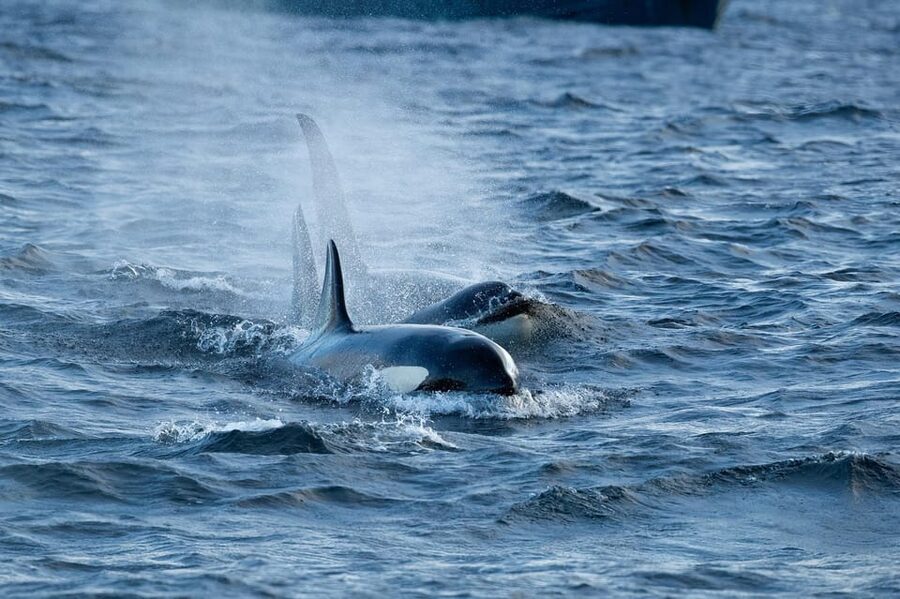 Skjervøy: Orca and Whale-Watching comfort heated Boat Trip - Should you book it?