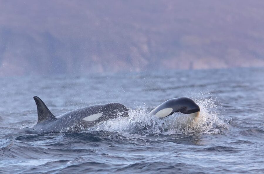 Skjervøy: Orca and Whale-Watching comfort heated Boat Trip - FAQ