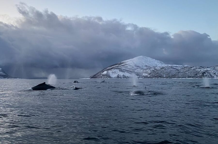 Skjervøy: Whale and Orca Watching Tour by RIB Boat - Key points before you book