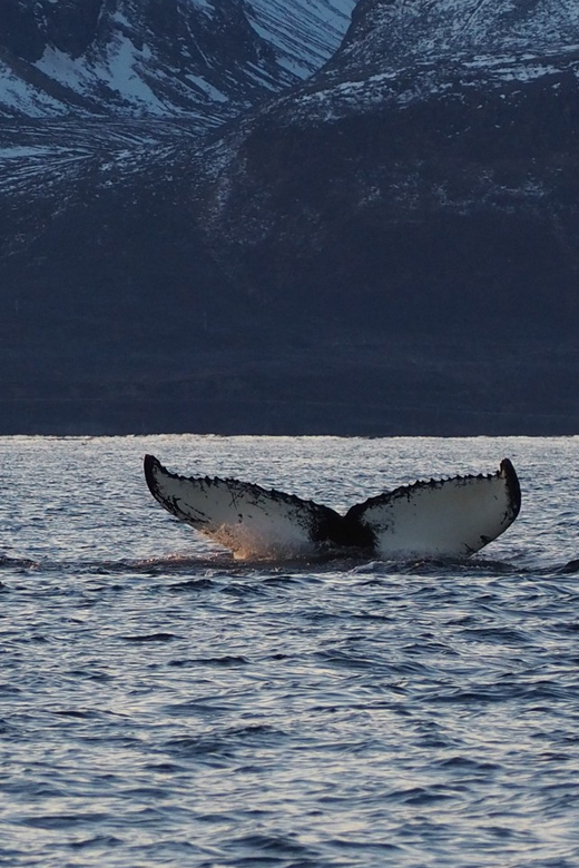 Skjervøy: Whale and Orca Watching Tour by RIB Boat - Who should choose this tour?