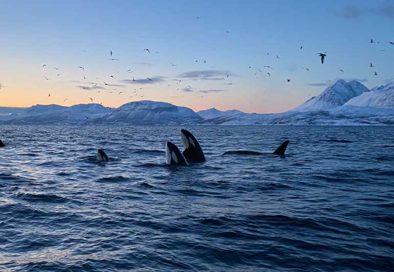 Skjervøy: Whale and Orca Watching Tour by RIB Boat - Setting out from Strandveien 70 in Skjervøy