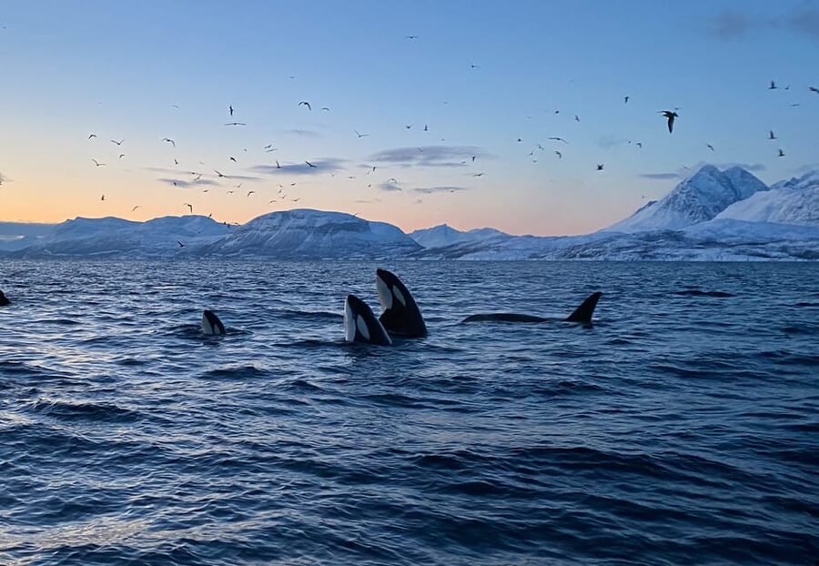 Skjervøy: Whale and Orca Watching Tour by RIB Boat - Searching for orcas, humpbacks, fin whales, and sperm whales