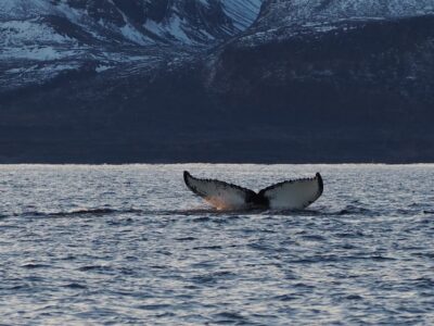 Skjervøy: Whale and Orca Watching Tour by RIB Boat