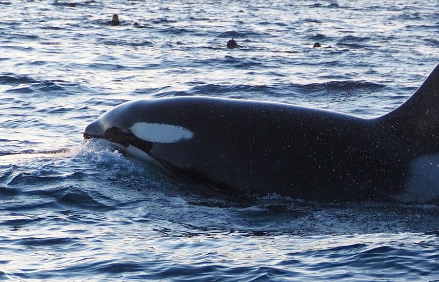 Skjervøy: Whale and Orca Watching Tour by RIB Boat - Learning what you are watching