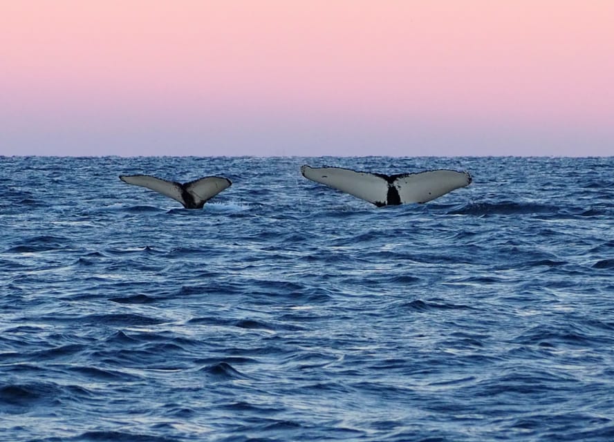 Skjervøy: Whale and Orca Watching Tour by RIB Boat - When an orca feeding session is possible