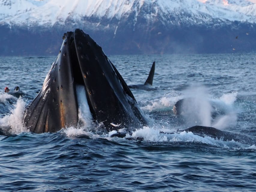 Skjervøy: Whale and Orca Watching Tour by RIB Boat - The value of a two-person group