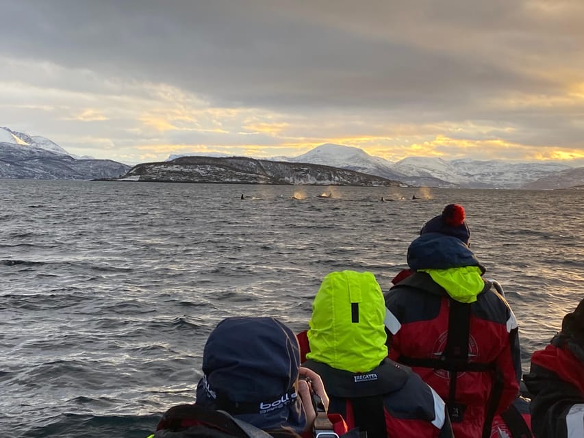 Skjervøy: Whale and Orca Watching Tour by RIB Boat - Is $240 a fair price?