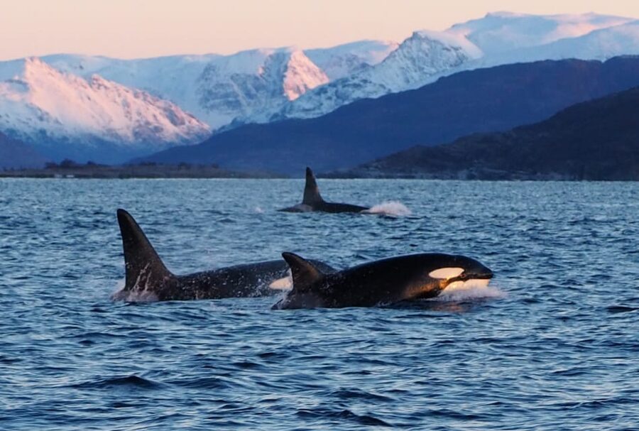 Skjervøy: Whale and Orca Watching Tour by RIB Boat - Practical planning for your day in Skjervøy