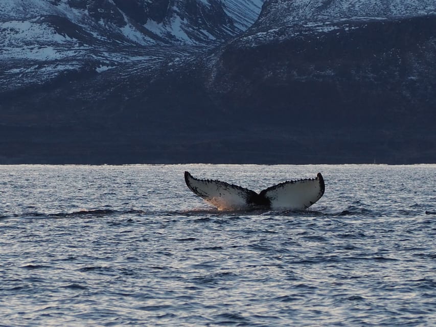 Skjervøy: Whale and Orca Watching Tour by RIB Boat - What the RIB ride feels like in winter