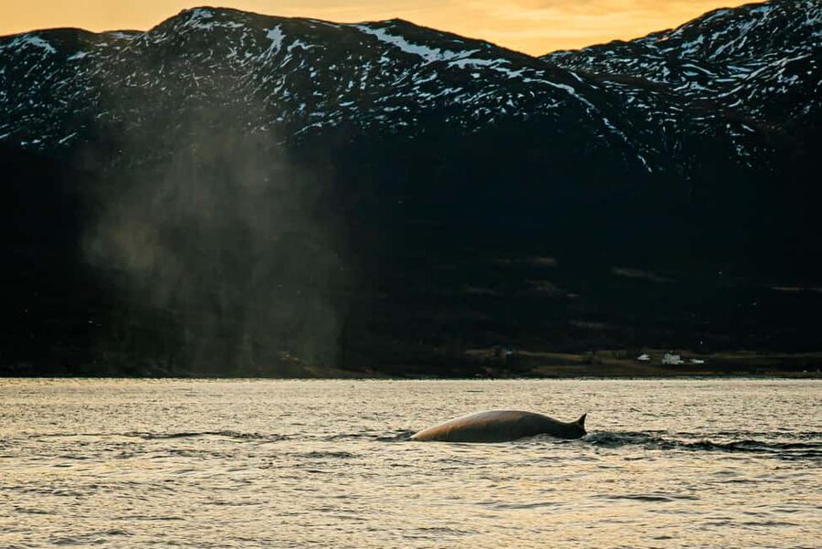 Skjervøy: Whale Watching with RIB Boat and Local Guide - Key points to know before you book