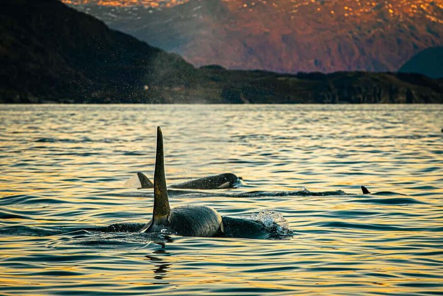 Skjervøy: Whale Watching with RIB Boat and Local Guide - Why Skjervøy is now the place for this safari