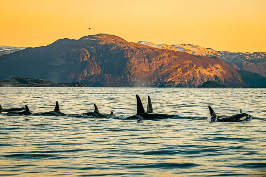 Skjervøy: Whale Watching with RIB Boat and Local Guide - The three-hour itinerary, from harbor to whale country
