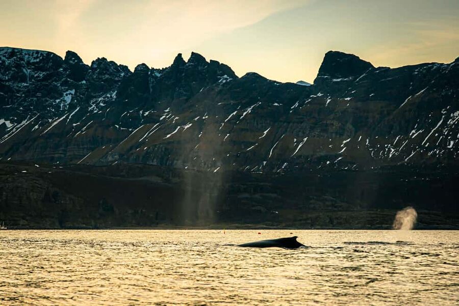 Skjervøy: Whale Watching with RIB Boat and Local Guide - How close are the whales?