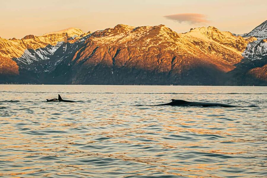 Skjervøy: Whale Watching with RIB Boat and Local Guide - Best time to book this whale safari
