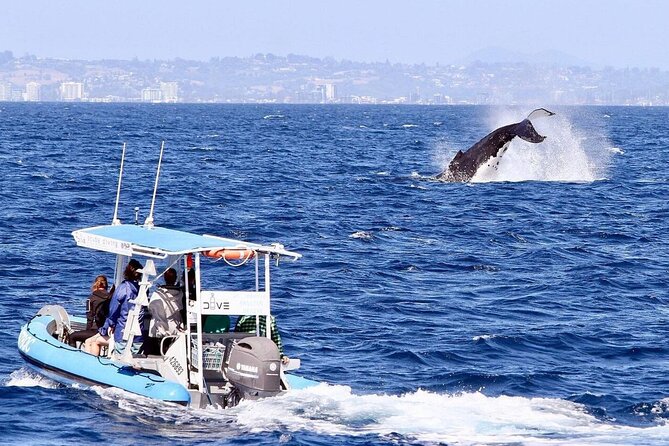 Small Boat Whale Watching Tour in Gold Coast - Small group comfort, spray, and movement