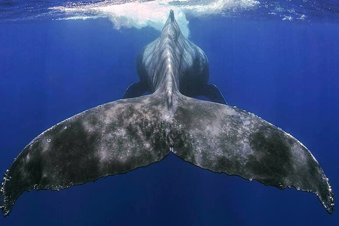 Small Group Boat Whale and Dolphin Watching Tour - Meeting at Valle Gran Rey port