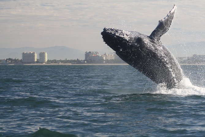 Small-Group Half-Day Whale-Watching Tour in Puerto Vallarta - Leaving from Marina Vallarta