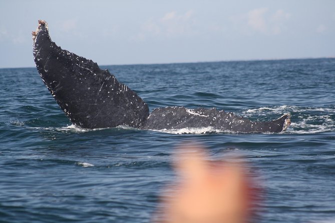 Small-Group Half-Day Whale-Watching Tour in Puerto Vallarta - Searching Banderas Bay for humpbacks