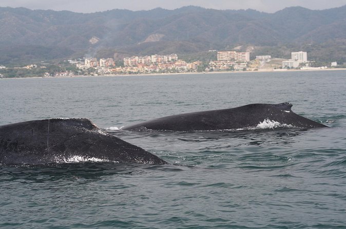 Small-Group Half-Day Whale-Watching Tour in Puerto Vallarta - What the marine biologist adds