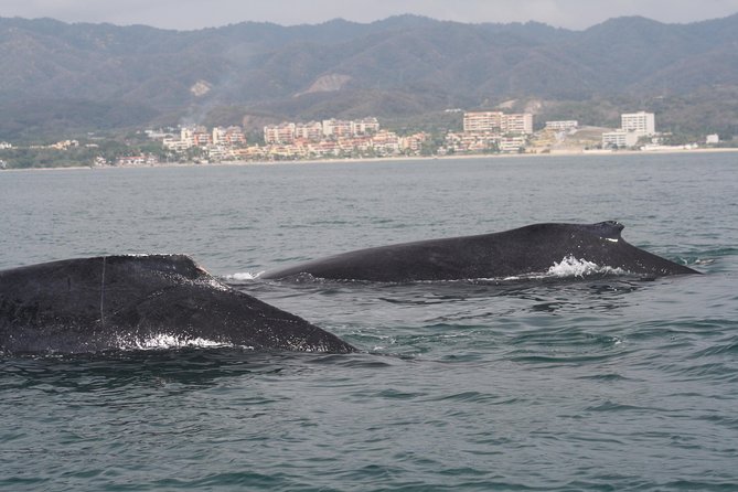 Small-Group Half-Day Whale-Watching Tour in Puerto Vallarta - Timing, weather, and the whale-season limit