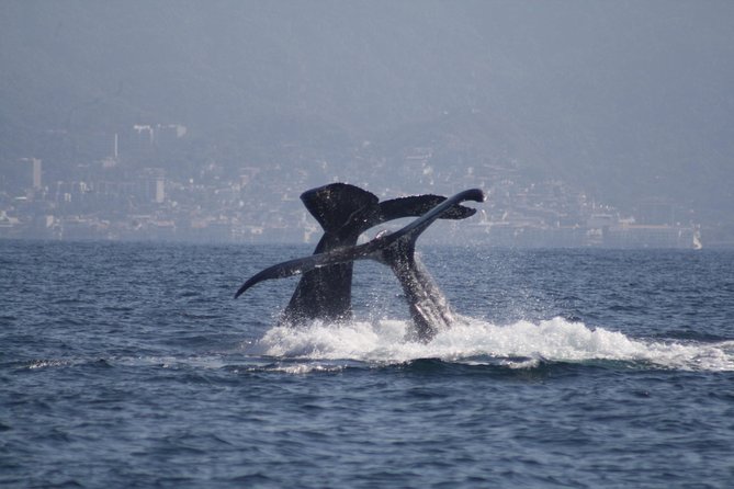 Small-Group Half-Day Whale-Watching Tour in Puerto Vallarta - A comfortable boat with room to see