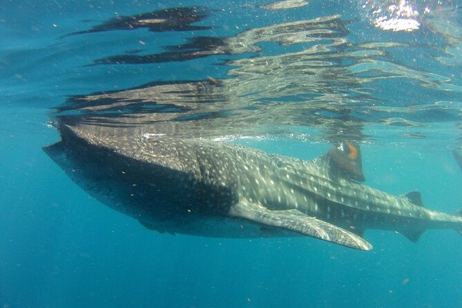 Small-Group Whale Shark and Snorkeling Tour from Cancun - A whale shark morning from Cancun