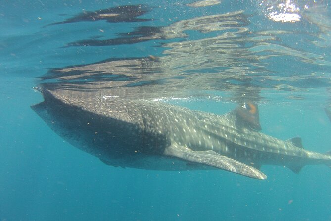 Small-Group Whale Shark and Snorkeling Tour from Cancun - Snorkeling with the largest fish in the sea