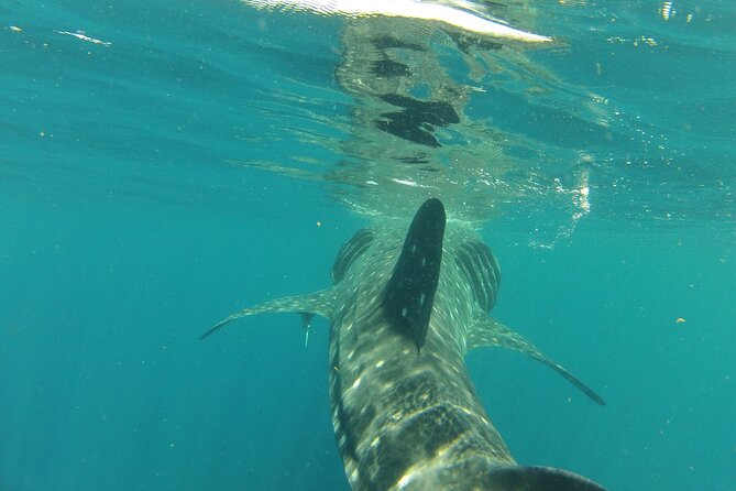 Small-Group Whale Shark and Snorkeling Tour from Cancun - Ceviche, sandwiches, and simple boat food