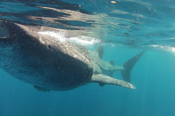 Small-Group Whale Shark and Snorkeling Tour from Cancun - Why the small group can be worth the price