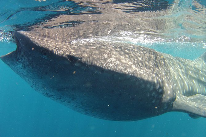 Small-Group Whale Shark and Snorkeling Tour from Cancun - What happens at Marazul Group Marina seca