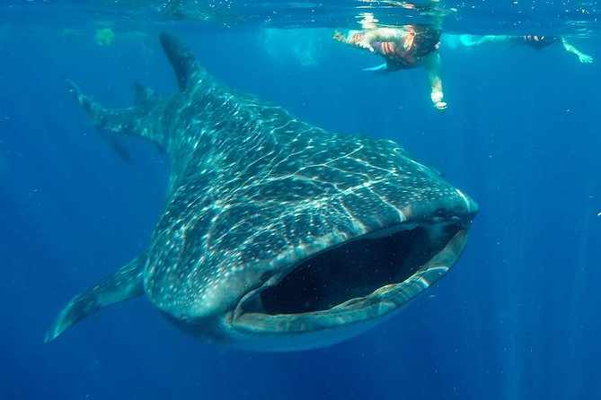 Small Group Whale Shark Encounter - 10 years in business - Key points at a glance