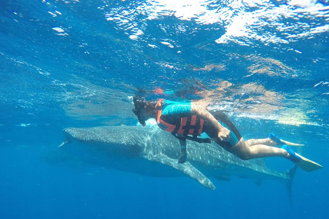 Small Group Whale Shark Encounter - 10 years in business - Why the early 7:30 a.m. start matters