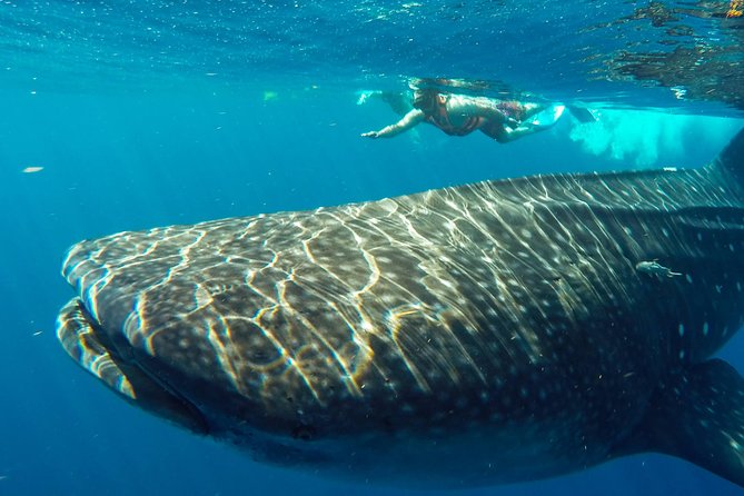 Small Group Whale Shark Encounter - 10 years in business - Photos and videos are included