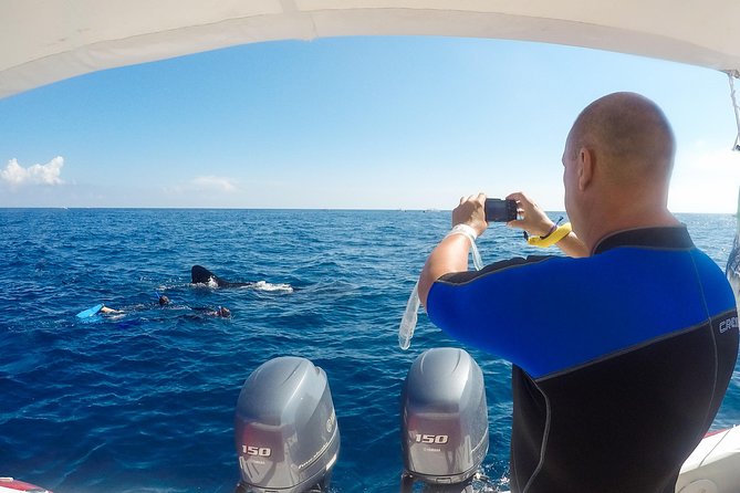 Small Group Whale Shark Encounter - 10 years in business - Playa Norte and the Isla Mujeres pause