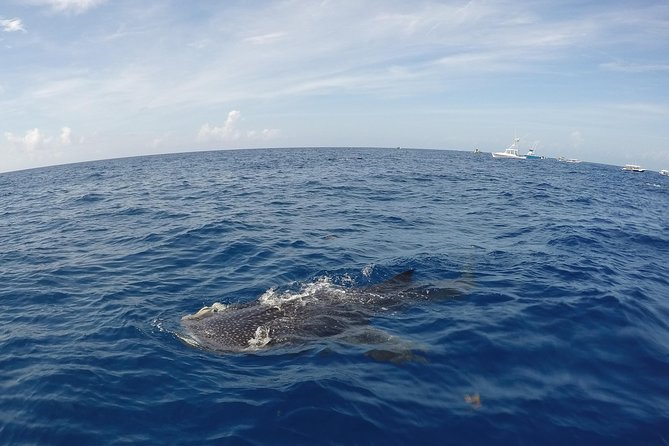 Small Group Whale Shark Encounter - 10 years in business - The people who will enjoy this most