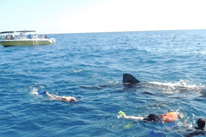 Small Group Whale Shark Encounter - 10 years in business - A small group that feels easier to manage